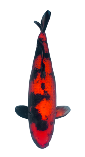 Hi Utsuri 53cm