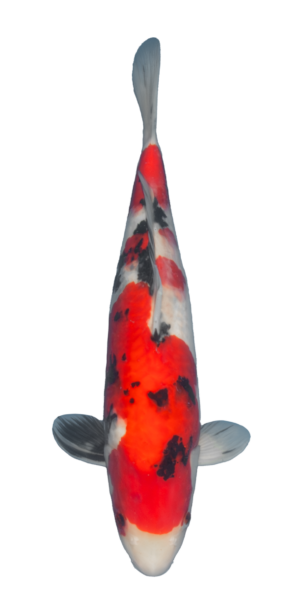 Sanke 36cm
