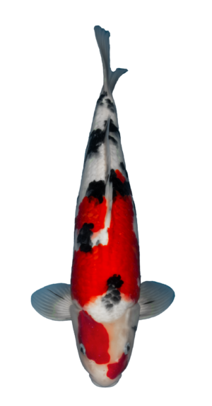 Sanke 43cm